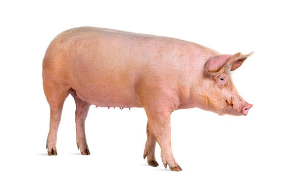 istock Side view of a Domestic pig, isolated on white 2173527465