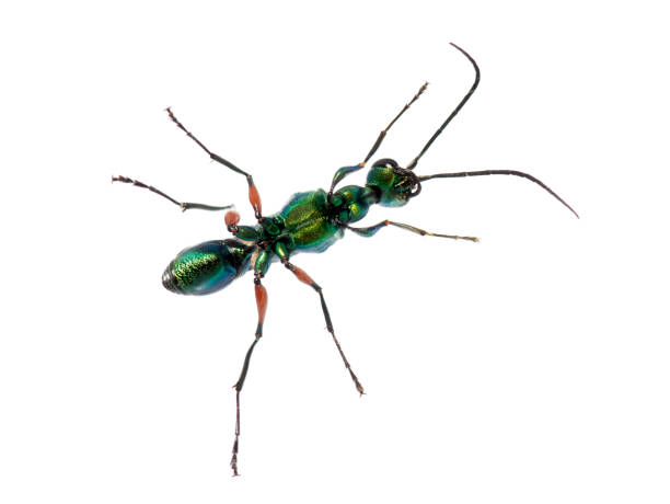 istock Ventral side of a Emerald cockroach wasp, Ampulex compressa, isolated on white 2173527489