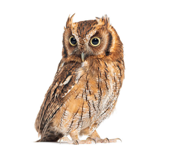 istock Tropical screech owl looking down, Megascops choliba, isolated on white 2173527536