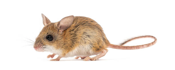 istock Spinifex hopping mouse, Notomys alexis, walking and looking curious on white background 2173527557
