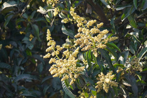 istock Newly sprouted mango buds and flowers 2173527722