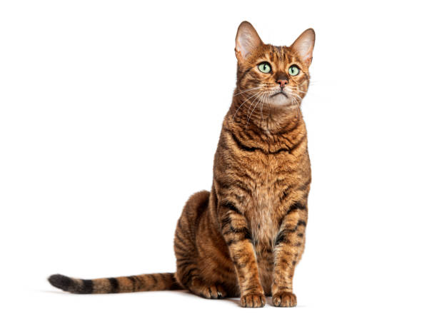 istock Curious toyger cat sitting and looking up isolated on white background 2173528251