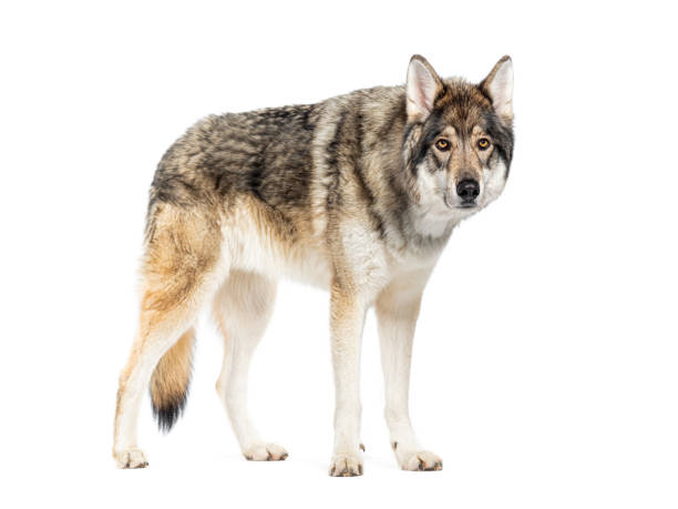 istock Timber Shepherd a kind of Wolfdog, looking at the camera, Isolated on white 2173528259