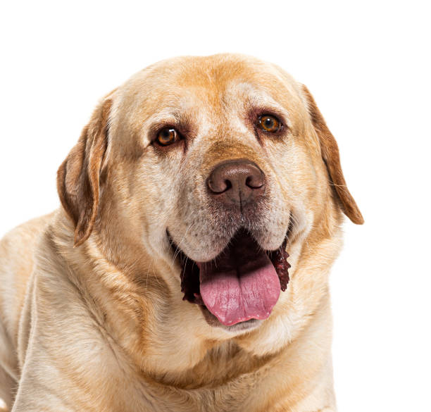 istock Senior labrador retriever panting and looking happy 2173528292