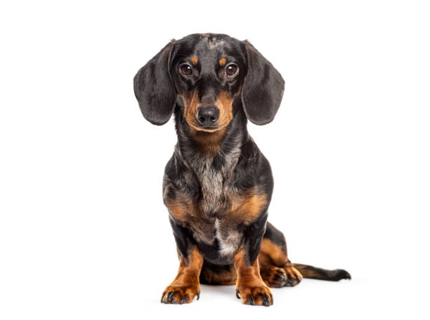 istock Sitting dachshund looking at the camera, isolated on white 2173528377