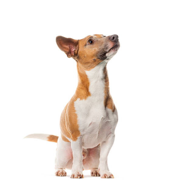 istock Jack russell terrier sitting and looking up with interest, isolated on white 2173528378