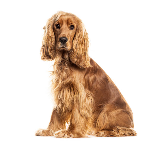 istock English cocker spaniel dog sitting and looking forward at the camera on white background 2173528412