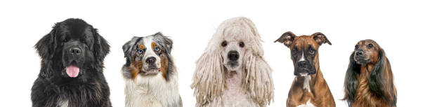 istock Portrait of five different breed dogs side by side, isolated on white 2173528483
