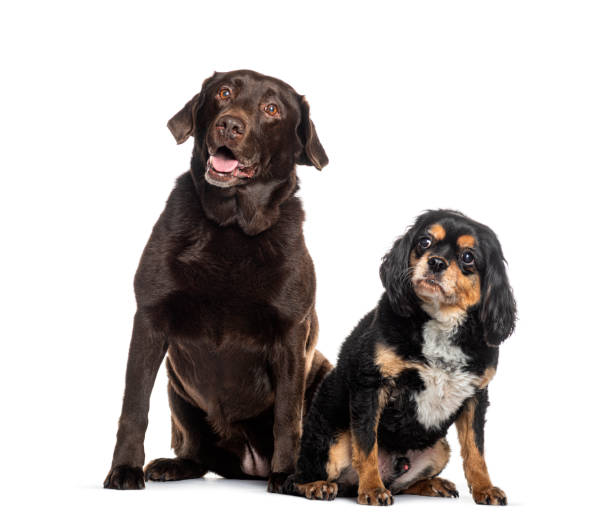 istock Chocolate labrador retriever and cavalier king charles spaniel sitting together 2173528488