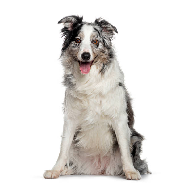 istock Blue merle border collie sitting and panting on white background 2173528522