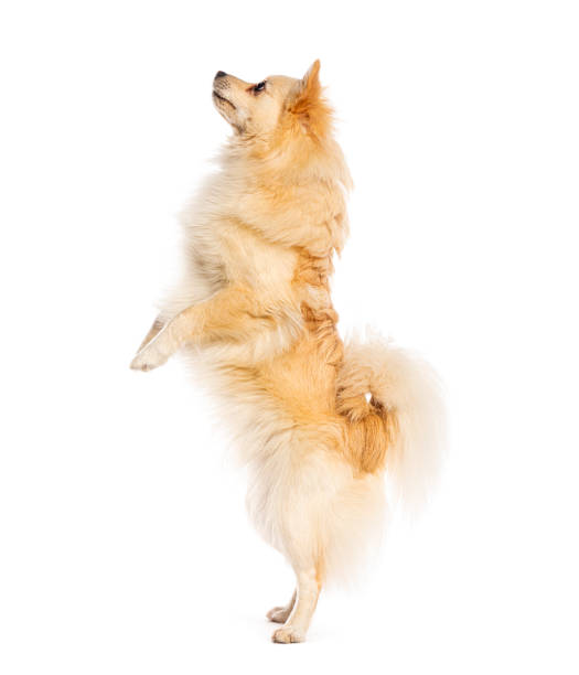 istock Spitz dog standing on two legs on a white background 2173528548