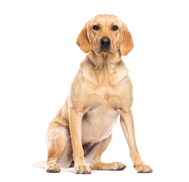 istock Labrador retriever dog sitting and looking at camera isolated 2173528639