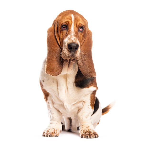 istock Sad basset hound sitting and looking at camera 2173528703