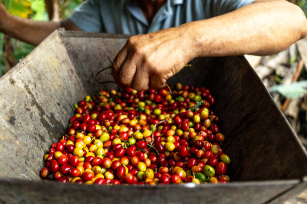 istock farmer man selecting Colombian coffee beans from a container full of cultivated coffee 2173530253