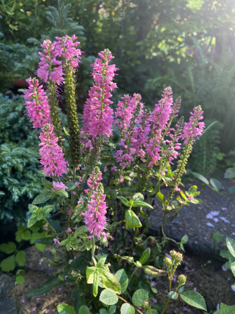 istock Spiked veronica with pink blossoms growing in a garden under sunlight. 2173530269