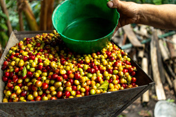 istock bucket unloading Colombian coffee beans into a container grown on a farm 2173531815