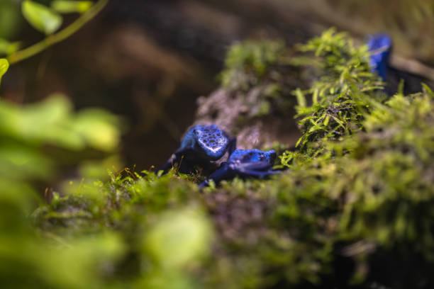 Rainforest colorful jungle frog toad in its habitat