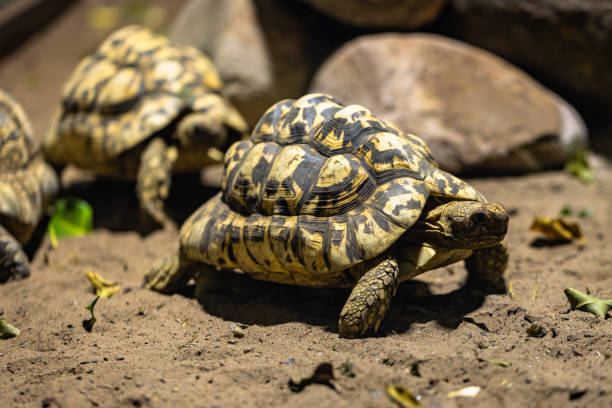 istock Land tortoise in captivity 2173531957