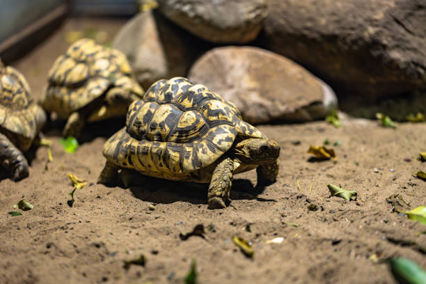istock Land tortoise in captivity 2173531961