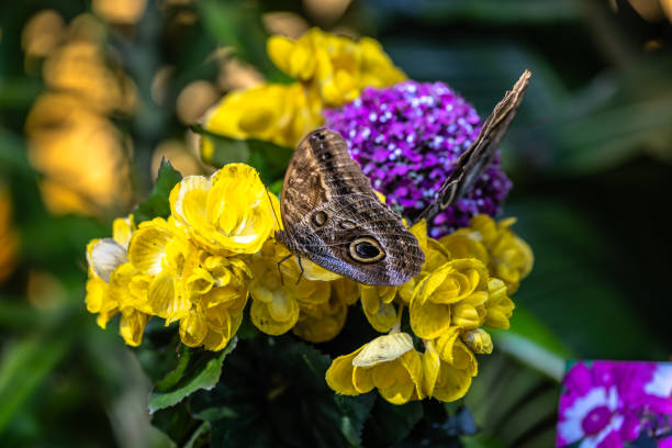 Beautiful colorful butterfly insect in the jungle rainforest