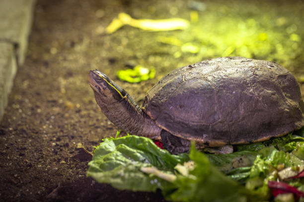 A collection of small turtles, tightly packed within a shallow plastic container filled with water. The turtles feature distinct shell patterns, glistening under bright lighting.