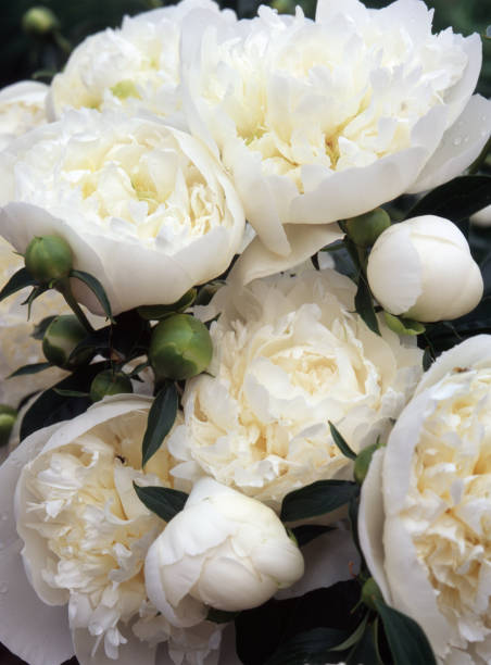 istock Closeup of White Peonies 2173533618