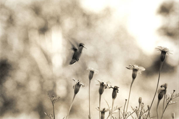 istock Sepia toned Hummingbird in Garden 2173533630