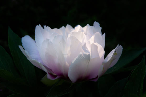 Closeup of back lit pink peony with dark background