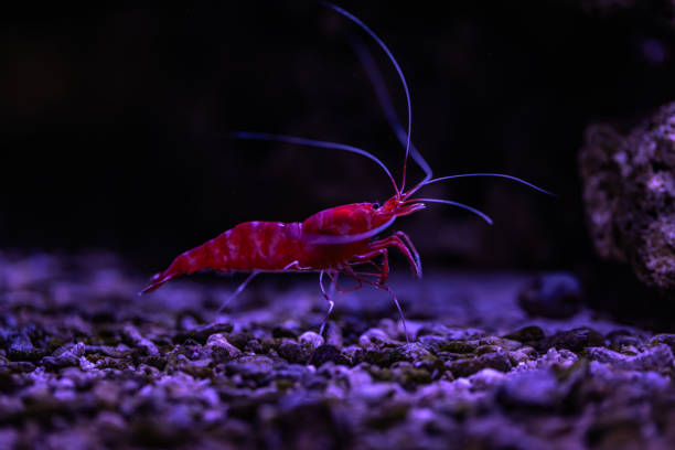 Small fish in an aquarium in captivity