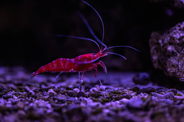 istock Small fish in an aquarium in captivity 2173534614