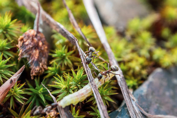 Ants working in a community demonstrate organization and diligence in finding food for the colony.