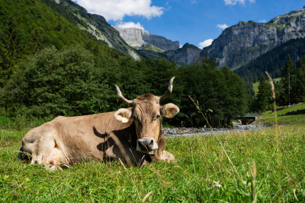 cows on pasture in the austrian alps\n[url=file_closeup.php?id=18278768][img]file_thumbview_approve.php?size=1&id=18278768[/img][/url] [url=file_closeup.php?id=18278751][img]file_thumbview_approve.php?size=1&id=18278751[/img][/url] [url=file_closeup.php?id=18278724][img]file_thumbview_approve.php?size=1&id=18278724[/img][/url] [url=file_closeup.php?id=18278691][img]file_thumbview_approve.php?size=1&id=18278691[/img][/url] [url=file_closeup.php?id=18278636][img]file_thumbview_approve.php?size=1&id=18278636[/img][/url] [url=file_closeup.php?id=18278607][img]file_thumbview_approve.php?size=1&id=18278607[/img][/url] [url=file_closeup.php?id=18278585][img]file_thumbview_approve.php?size=1&id=18278585[/img][/url] [url=file_closeup.php?id=16014698][img]file_thumbview_approve.php?size=1&id=16014698[/img][/url]