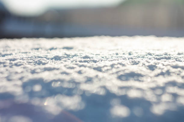 Snow covers the ground, creating a soft background, and selective focus brings out the sparkling snowflakes and texture.