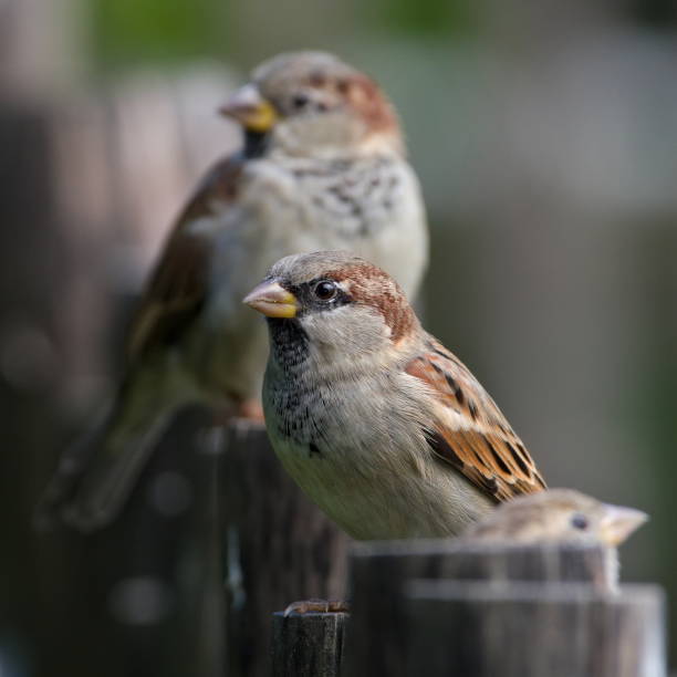 istock Passer domesticus aka house sparrows perched on the fence. 2173542176