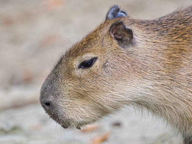 istock Hydrochoerus hydrochaeris aka capybara close-up head portrait. 2173542275
