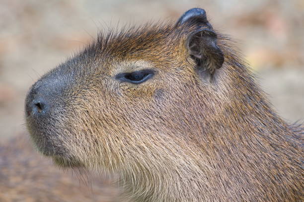istock Hydrochoerus hydrochaeris aka capybara close-up head portrait. 2173542455