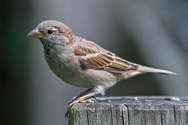 istock Passer domesticus aka house sparrow perched on the pole. 2173542487