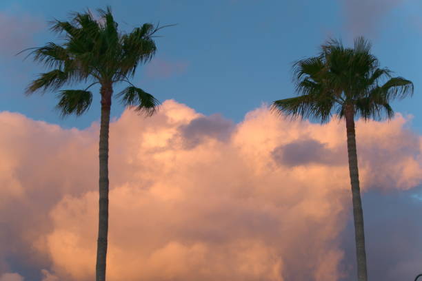 Palm trees against a cloudy sky. Shot on 35mm Film