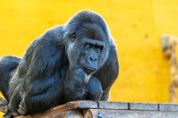 A gorilla is sitting on a ledge and looking to the right