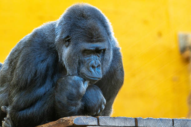 Chimpanzees in the winter