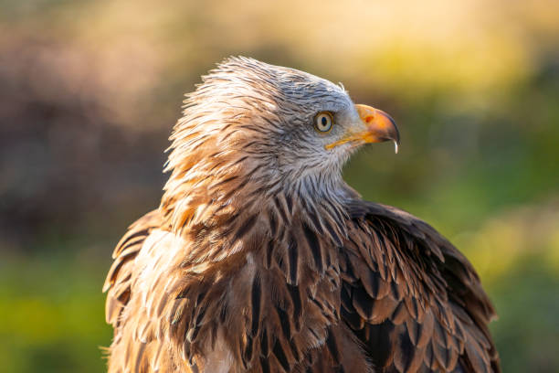 istock A bird with a brown head and black feathers 2173546089
