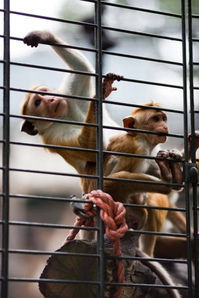 istock Monkeys Playfully Interacting in Their Cage at Berlin Zoo 2173546563