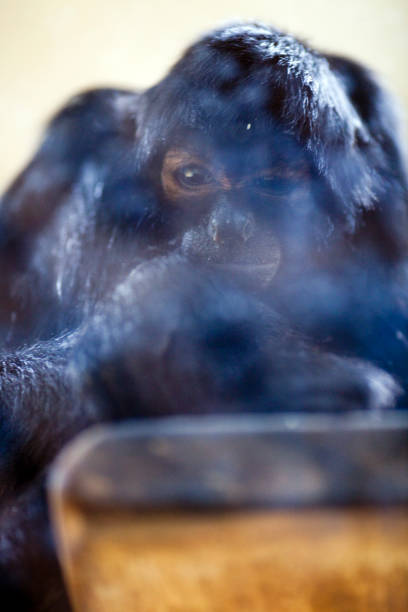 Smiling chimpanzee eating squash.