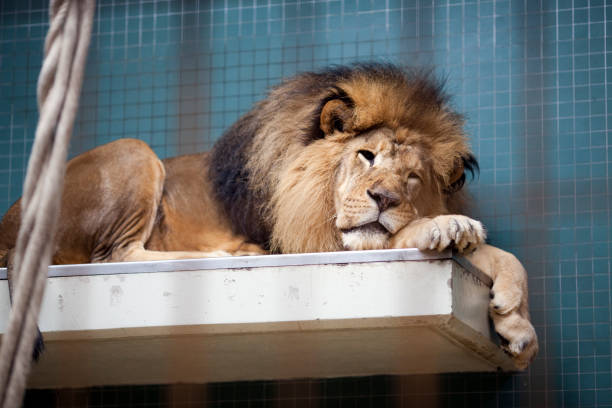 istock Sleeping Lion Rests Peacefully at Berlin Zoo in Germany During Daytime 2173546610