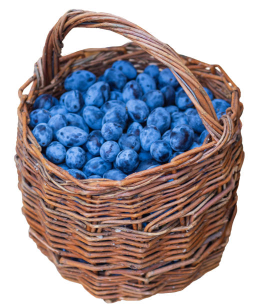 Picking plums into wicker basket from home garden. Autumn plum harvest in orchard. Metal stepladder in orchard for picking fruit