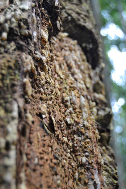 Macro photograph of tree bark with textured surface, revealing natural patterns and details