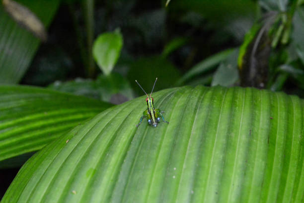 Camouflaged Grasshopper,  Tiny insect blends seamlessly with a vibrant green leaf