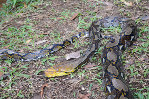 istock Python swallowing its prey, a large monitor lizard, in the wild. 2173548260
