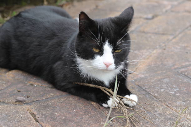 istock Tuxedo black and white cat with a stick on burgundy dark brown stone looking surface looking tired and a bit bored white paws 2173551966