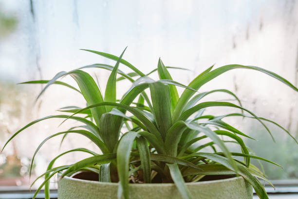 istock flower pot on windowsill, pineapple, anthurium, near window with moisture evaporation 2173552172